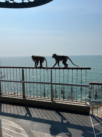 IMG_1449.jpeg