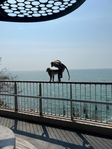 IMG_1451.jpeg